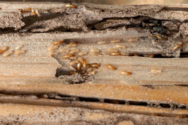 Best Pest Inspection Near Me  in Bartlett, TX
